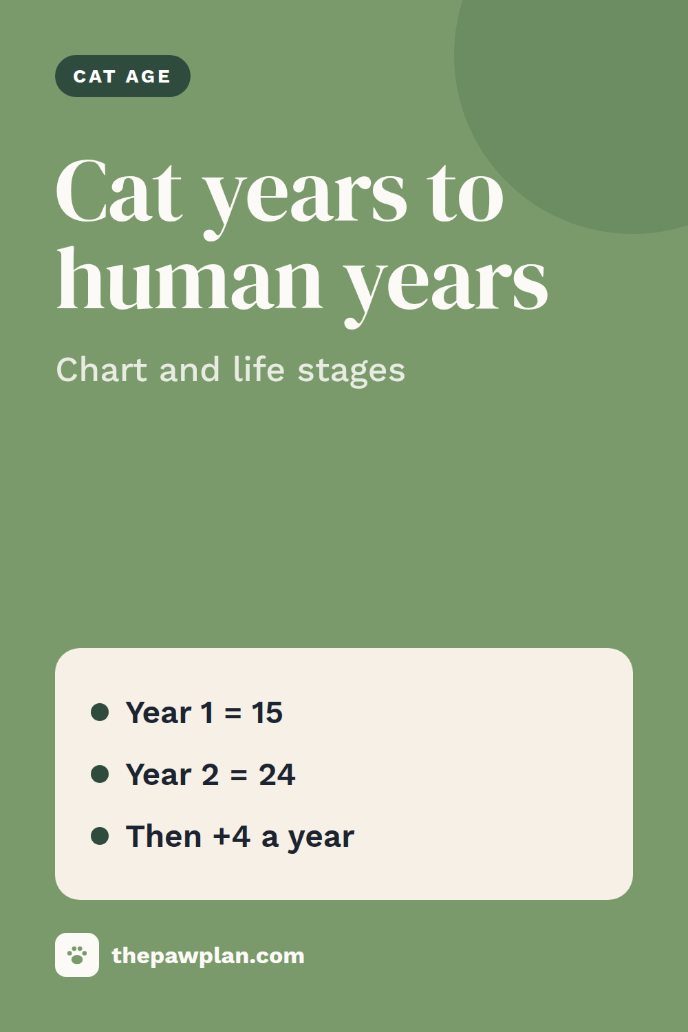 Cat years to human years: chart and life stages